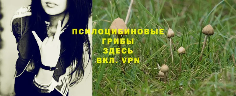 Псилоцибиновые грибы Magic Shrooms  Курск 