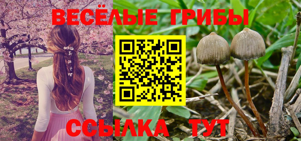 магазин    Вход с VPN  Курск  Галлюциногенные грибы прущие грибы 